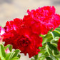 10 Mixed DESERT ROSE / ADENIUM Obesum African Houseplant Flower Seeds