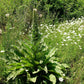 50 WEDDING CANDLES VERBASCUM Chaixii Album Mullein White Purple Flower Seeds