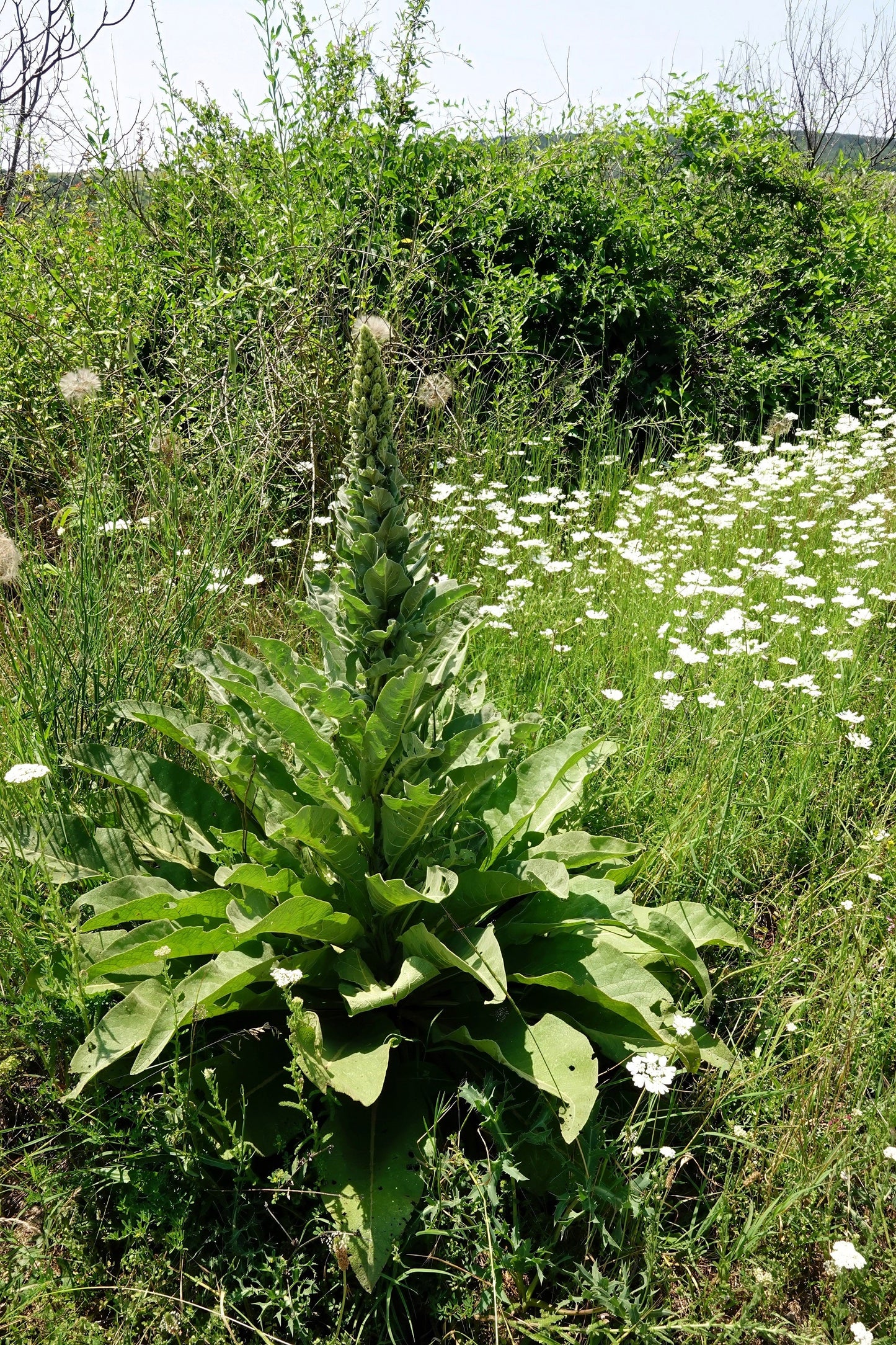 50 WEDDING CANDLES VERBASCUM Chaixii Album Mullein White Purple Flower Seeds