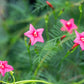 50 CYPRESS VINE MIX Ipomoea Quamoclit Convolvulus Hummingbird Star Morning Glory Cardinal Creeper Flower Seeds - Mixed Colors Red Pink White