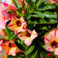 10 Mixed DESERT ROSE / ADENIUM Obesum African Houseplant Flower Seeds