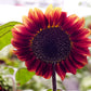 100 AUTUMN BEAUTY SUNFLOWER Helianthus Annuus Flower Seeds