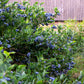 50 Northern HIGHBUSH BLUEBERRY BUSH Vaccinium Fruit Shrub Blue Berry White Flower Seeds