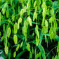 100 RIVER OATS (Northern Sea Oats / Inland Oats) Ornamental Uniola Latifolia Grass Seeds