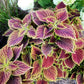 100 Mixed Colors COLEUS RAINBOW MIX Shade Houseplant Solenostemon Flower Seeds