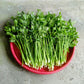 2000 Cutting LEAF CELERY Apium Graveolens Secalinum European Chinese Herb Seeds