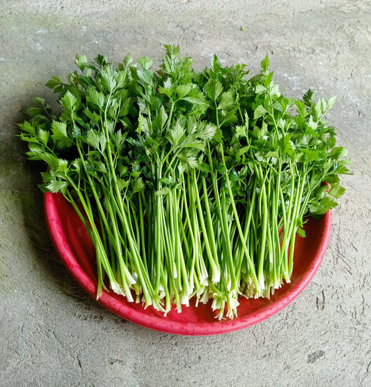 2000 Cutting LEAF CELERY Apium Graveolens Secalinum European Chinese Herb Seeds