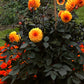 20 Dwarf Mixed Colors REDSKIN DAHLIA Variabilis Red Skin Mix Bicolor Flower Seeds
