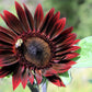 25 CHOCOLATE CHERRY SUNFLOWER Helianthus Annuus Red & Brown Flower Seeds