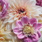 50 EARLY BIRD DAHLIA Mixed Colors Flower Seeds