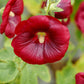 25 DARK RED HOLLYHOCK Alcea Rosea Flower Seeds Perennial