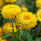 50 YELLOW DOUBLE STRAWFLOWER  Xerochrysum Bracteatum Helichrysum Flower Seeds