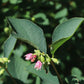 10 Dwarf CREEPING SNOWBERRY Shrub White Pink Flower Symphoricarpos Mollis Seeds