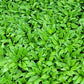10 RAMSONS / WILD Bear GARLIC Allium Ursinum Vegetable Herb White Flower Seeds