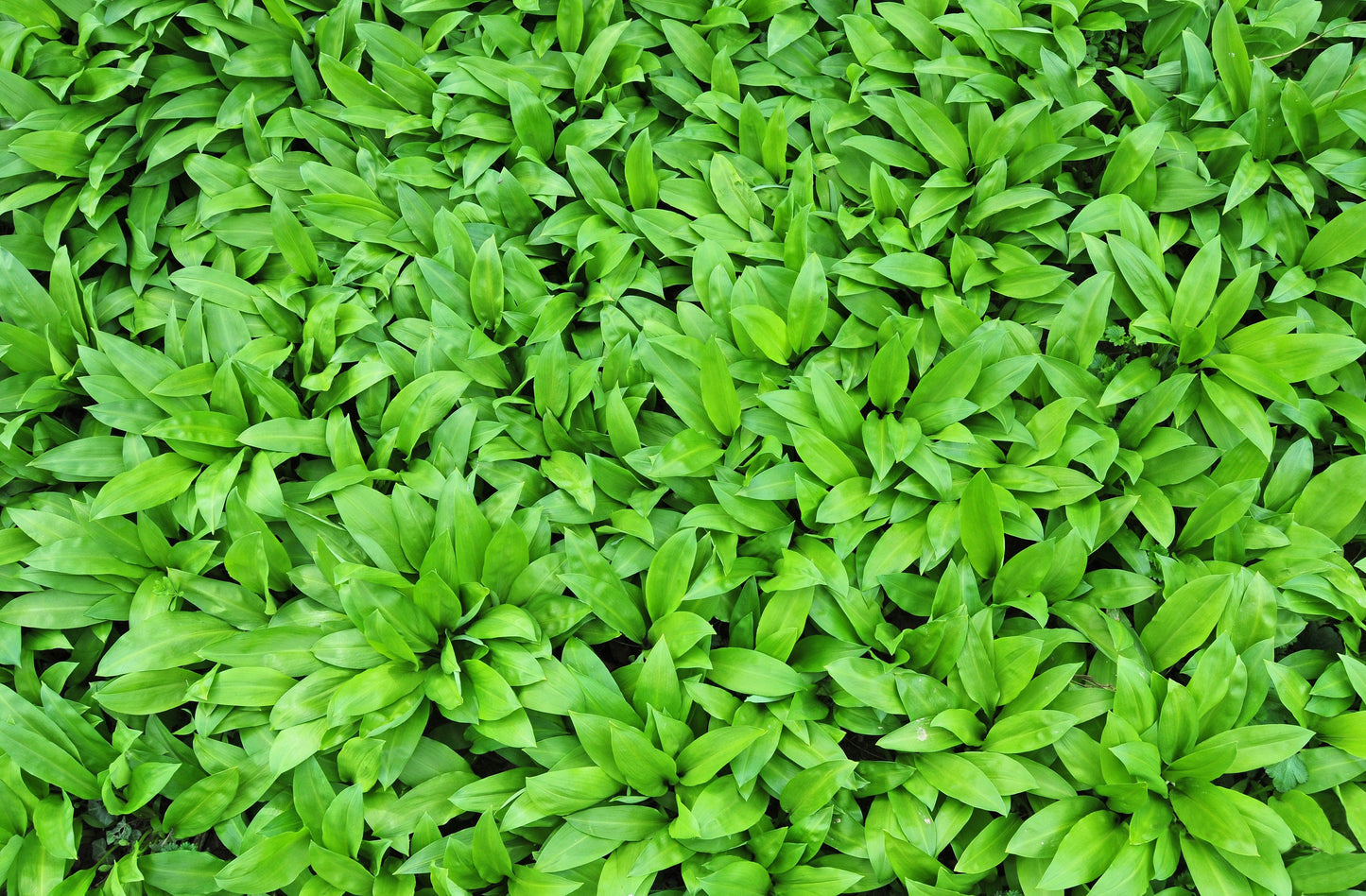 10 RAMSONS / WILD Bear GARLIC Allium Ursinum Vegetable Herb White Flower Seeds