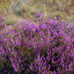 100 Scotch TRUE HEATHER Shrub Scot's Purple Pink Flower Calluna Vulgaris Seeds