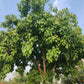30 FICUS TREE (Bodhi Tree / Sacred Fig / Bo Tree / Pipal) Ficus Religiosa Seeds