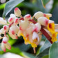 5 KAT GINGER Pink & Yellow Shell Alpinia Katsumadai Hayata Flower Herb Seeds