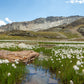 25 TAWNY COTTONGRASS Flower Seeds Eriophorum Virginicum Hare's Tail Cotton Grass Seeds