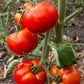 500 ACE 55 TOMATO Lycopersicon Lycopersicum Fruit Vegetable Seeds