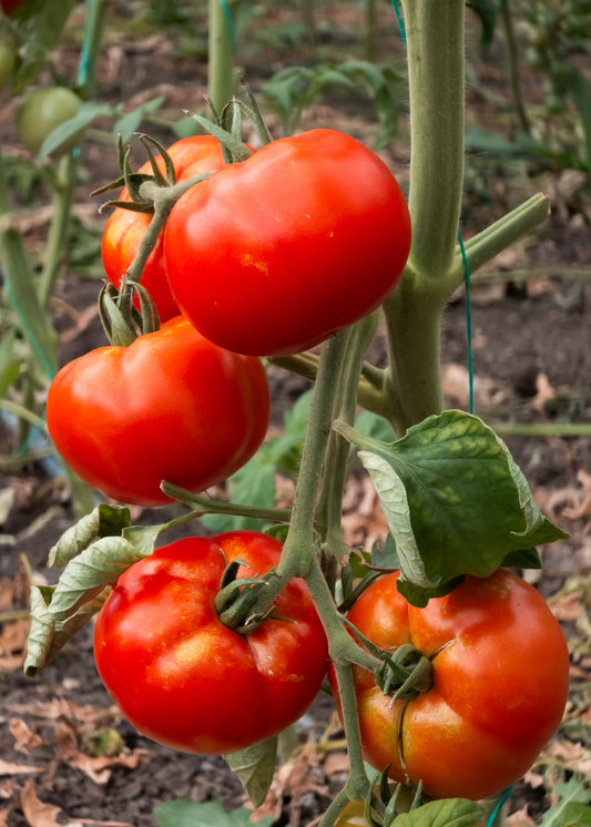 500 ACE 55 TOMATO Lycopersicon Lycopersicum Fruit Vegetable Seeds