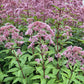 50 Pink JOE PYE WEED Eupatorium Maculatum Flower Seeds