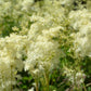 20 QUEEN of the MEADOW Filipendula Ulmaria Meadowsweet Native Prairie Fragrant White Flower Seeds