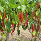 25 Organic KOREAN Dark GREEN PEPPER Lady Han Hot Chili Long Red Capsicum Annuum Seeds
