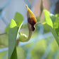 20 SLENDER DUTCHMAN'S PIPE Pipevine Aristolochia Debilis Deep Purple Flower Herb Vine Seeds