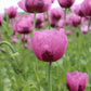 1000 SINGLE LILAC POPPY Papaver Somniferum Purple Heirloom Flower Seeds