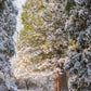 40 GIANT SEQUOIA Sequoiadendron Giganteum Sierra Redwood Tree Seeds