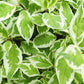25 FIRE and ICE DOGWOOD Cornus Alba Shrub Tree Variegated Red Bark White Berry & Flower Seeds