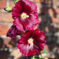 25 MAROON RED HOLLYHOCK Alcea Rosea Flower Seeds Perennial