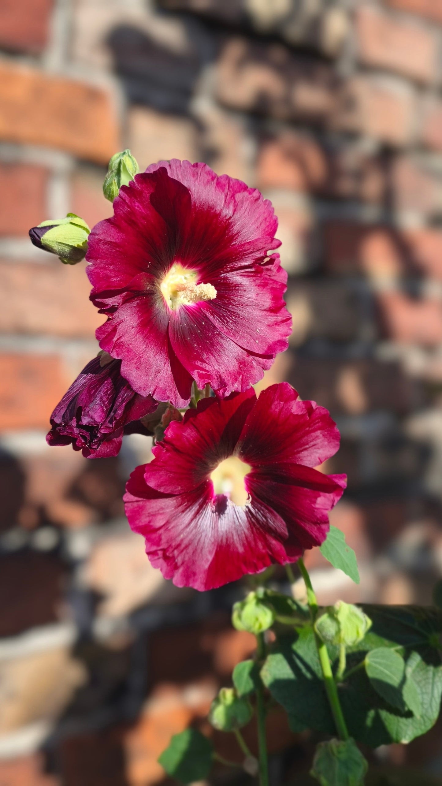 25 MAROON RED HOLLYHOCK Alcea Rosea Flower Seeds Perennial