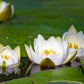 10 WHITE WATER LILY / Lily Pad / Sacred Asian Water Lotus Nymphaea Ampla Flower Seeds