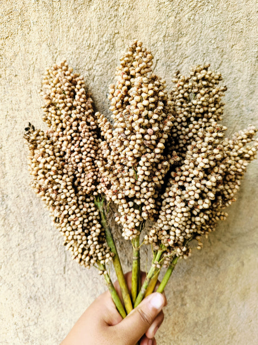 50 TOP 76-6 SORGHUM Bicolor Syrup Flour Grain Vegetable Seeds