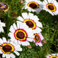 250 TRICOLOR PAINTED DAISY (Pyrenthrum Daisy) Chrysanthemum Carinatum Flower Seeds