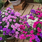 1000 POWDER PUFF ASTER Mix Callistephus Chinensis Flower Seeds