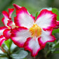 10 Mixed DESERT ROSE / ADENIUM Obesum African Houseplant Flower Seeds