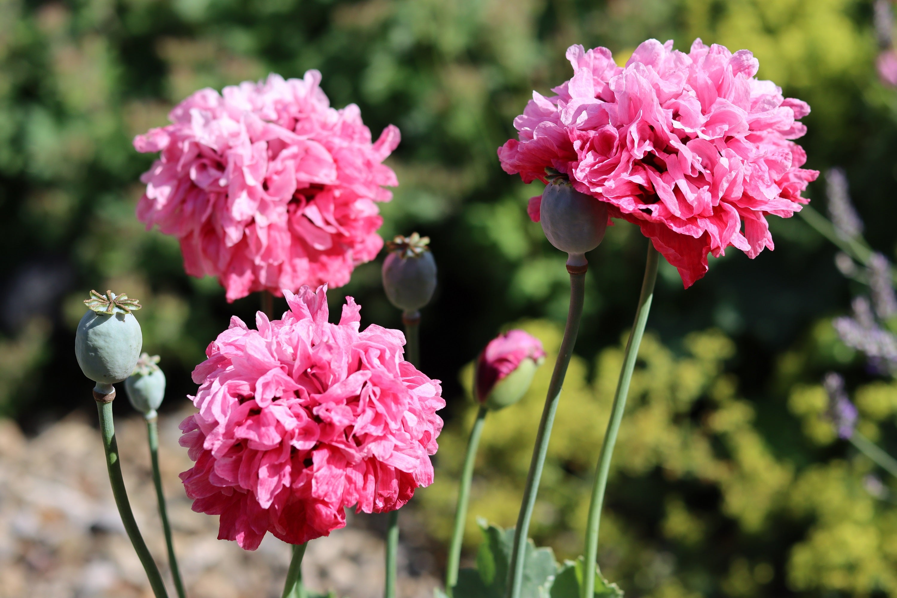 250 Bombast ROSE PEONY POPPY Papaver Peoniflorum Flower Seeds – Orchid ...