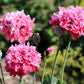 250 Bombast ROSE PEONY POPPY Papaver Peoniflorum Flower Seeds