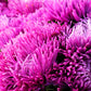 50 Mixed OSTRICH PLUME ASTER Feather Spider Callistephus Chinensis Flower Seeds
