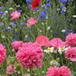 250 Bombast ROSE PEONY POPPY Papaver Peoniflorum Flower Seeds