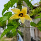 2 GAC FRUIT Gac Melon Vine Momordica Cochinchinensis Seeds