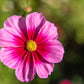 150 Pink COSMOS RADIANCE Bipinnatus Flower Seeds