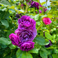 5 PURPLE ROSE Rosa Floribunda Bush Shrub Perennial Flower Seeds