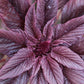 250 BURGUNDY AMARANTHUS Hypochondriacus Amaranth Grain Vegetable Flower Seeds