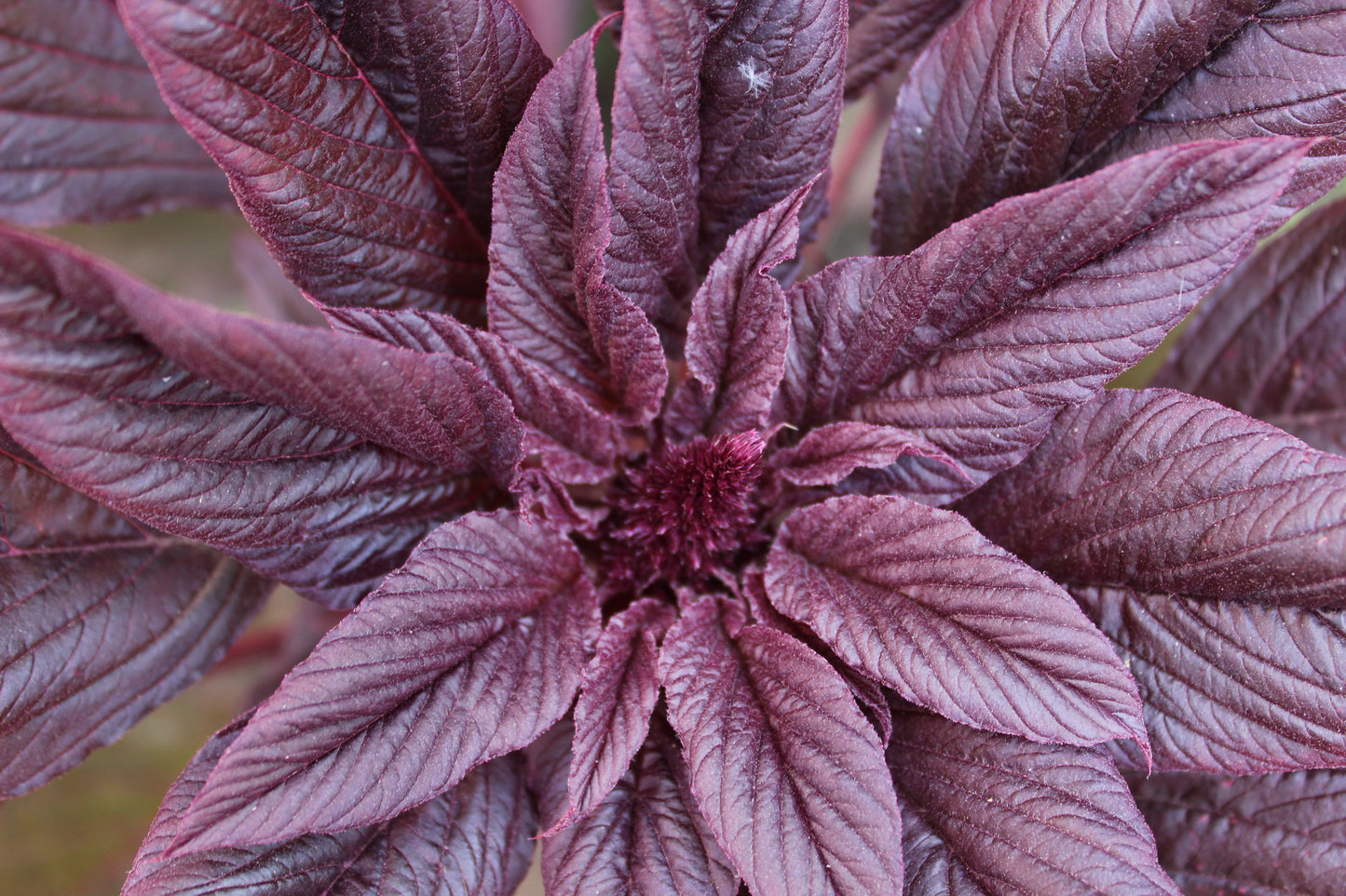 250 BURGUNDY AMARANTHUS Hypochondriacus Amaranth Grain Vegetable Flower Seeds