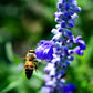 500 BLUE BEDDER SAGE Salvia Farinacea Flower Seeds