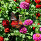 250 EXQUISITE ZINNIA Elegans Changes Color Red - Hot Pink Pale Pink Flower Seeds